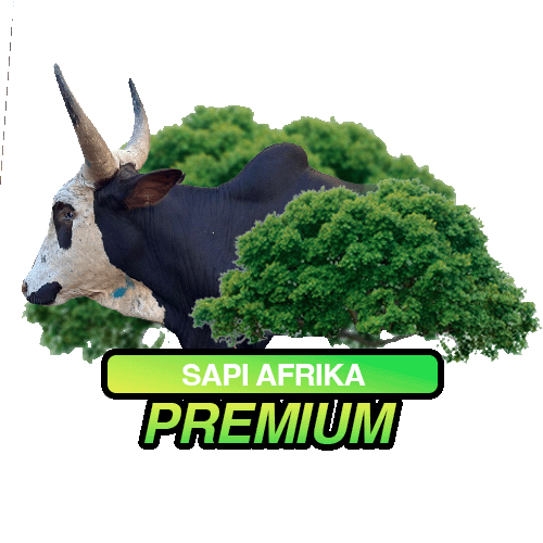 Afrika